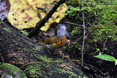 Grallaricula flavirostris