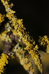 Xanthoria parietina