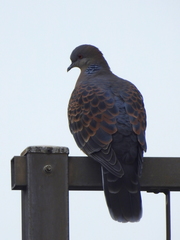 Streptopelia orientalis