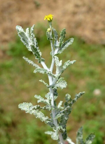 Pulicaria undulata