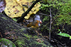 Grallaricula flavirostris