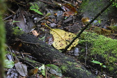 Grallaricula flavirostris