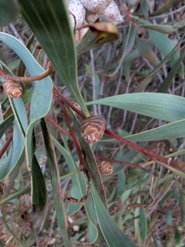 Pincushion hakea (Hakea laurina)