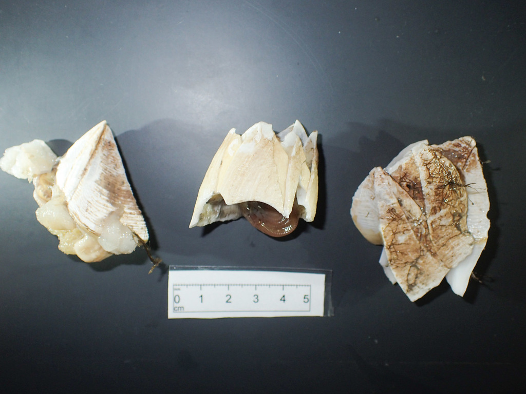 Archaeobalaninae