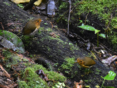 Grallaricula flavirostris