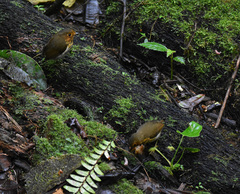 Grallaricula flavirostris