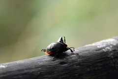 Heterogomphus schoenherri