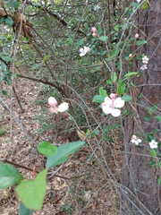 Malus angustifolia