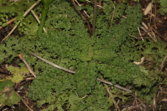 Jacobaea vulgaris