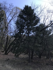 Calocedrus decurrens