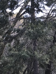Calocedrus decurrens