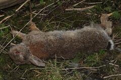 Oryctolagus cuniculus