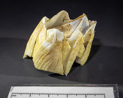 Chirona hameri