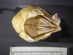 Chirona hameri