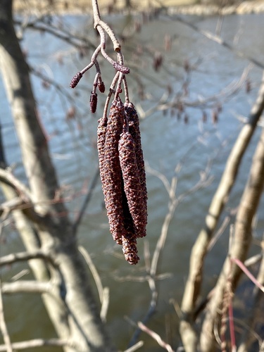 gray alder