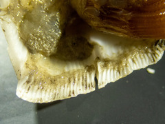 Chirona hameri