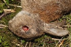 Oryctolagus cuniculus