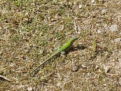 Podarcis filfolensis maltensis