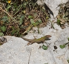 Podarcis filfolensis maltensis