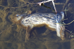 Oryctolagus cuniculus