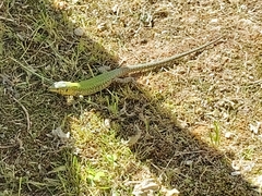 Podarcis filfolensis maltensis