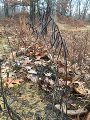 Lithospermum caroliniense