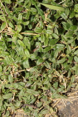 Cerastium fontanum