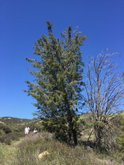Cupressus forbesii