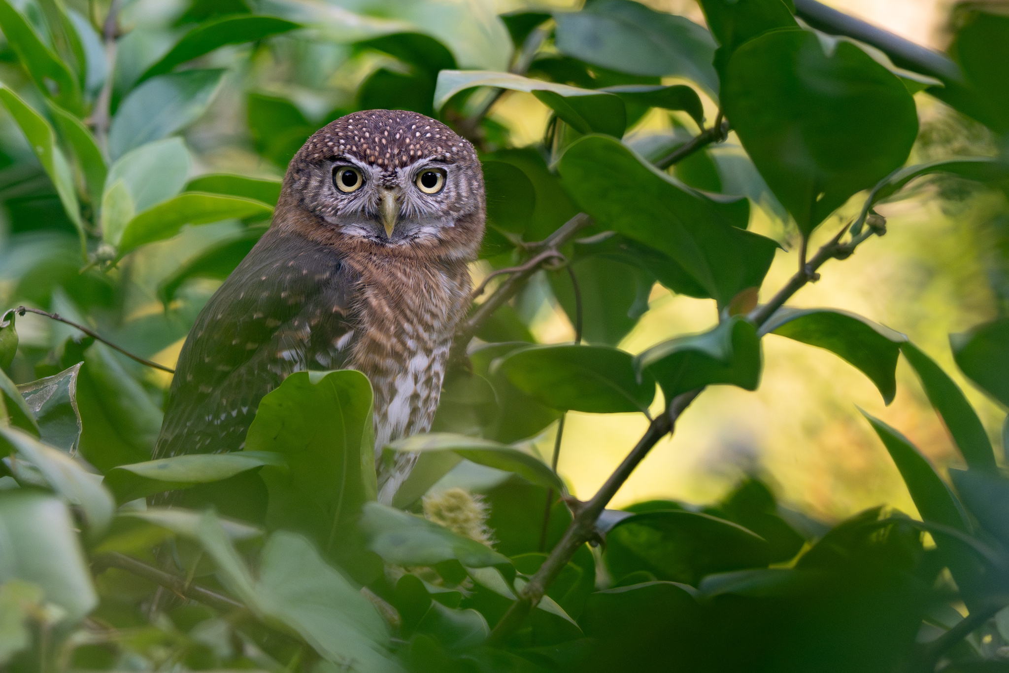 Cuban Pygmy Owl (Glaucidium siju), photo 4