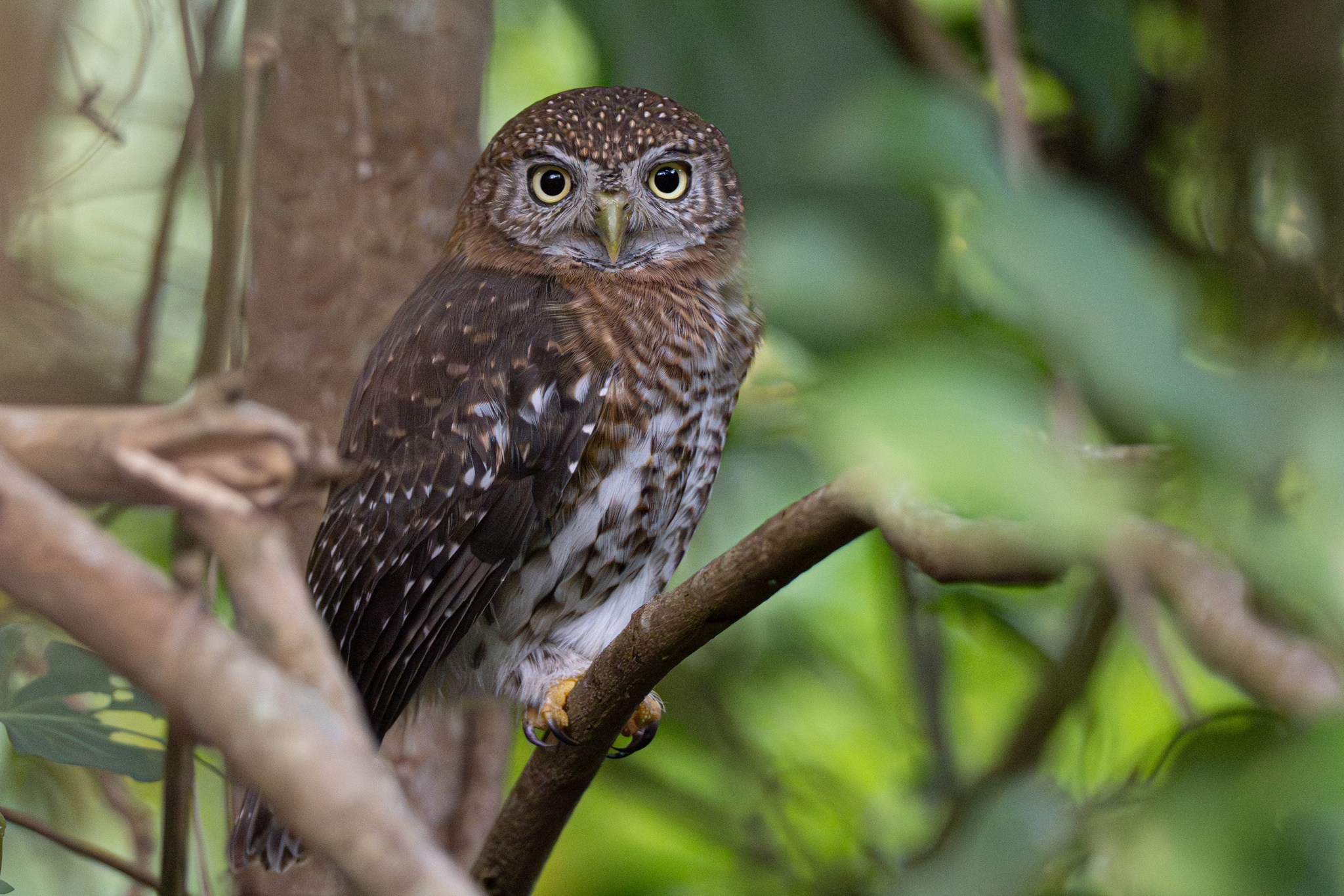 Cuban Pygmy Owl (Glaucidium siju), photo 5