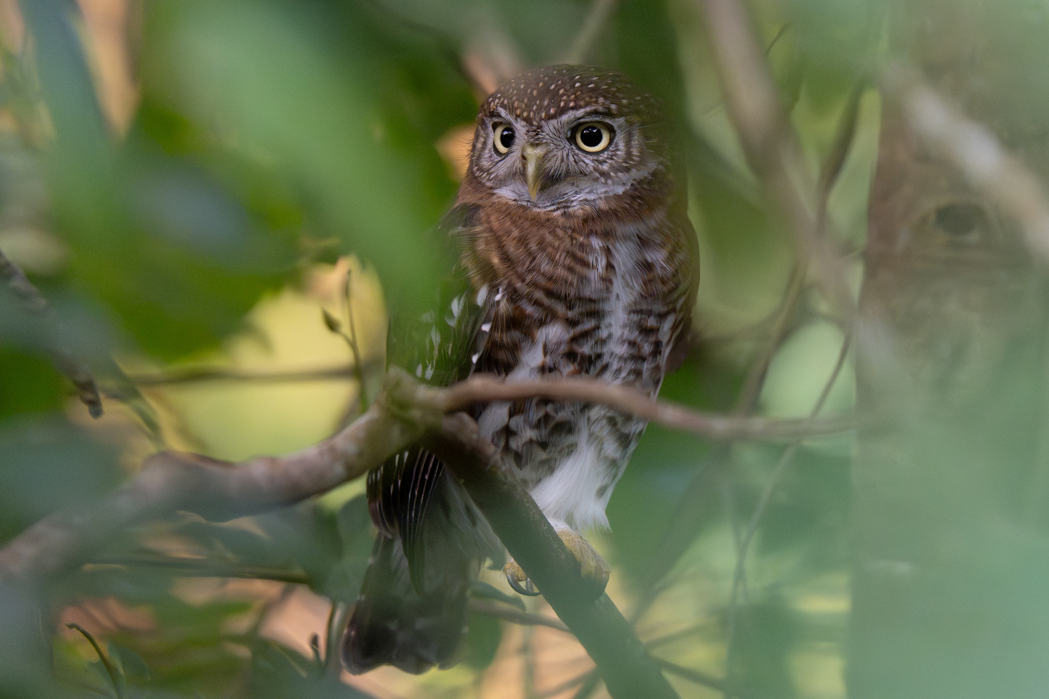 Cuban Pygmy Owl (Glaucidium siju), photo 6