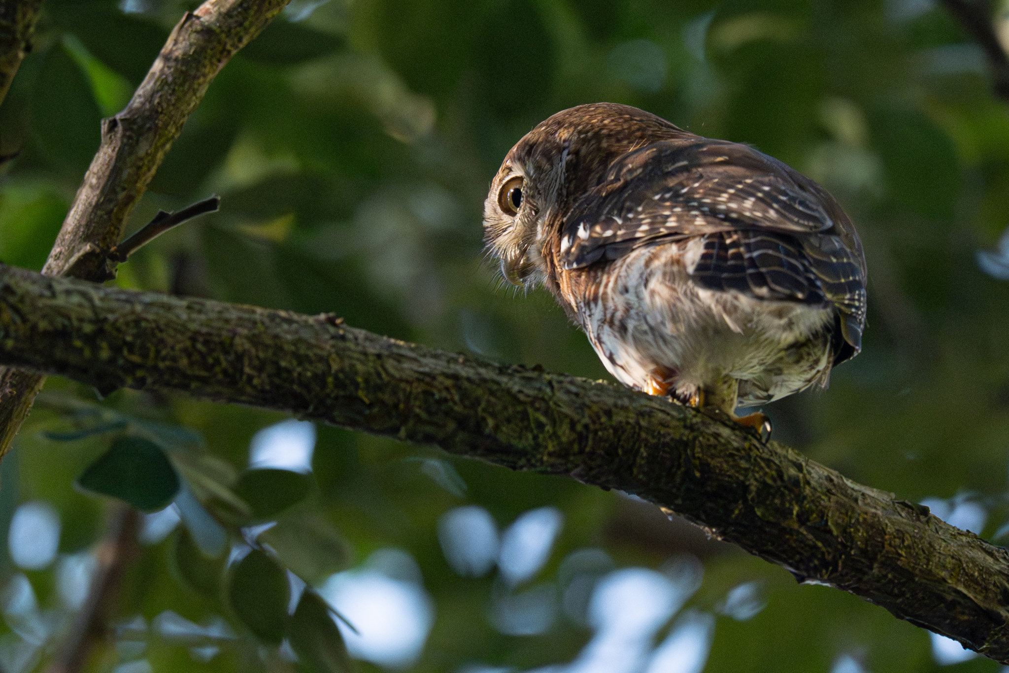 Cuban Pygmy Owl (Glaucidium siju), photo 7