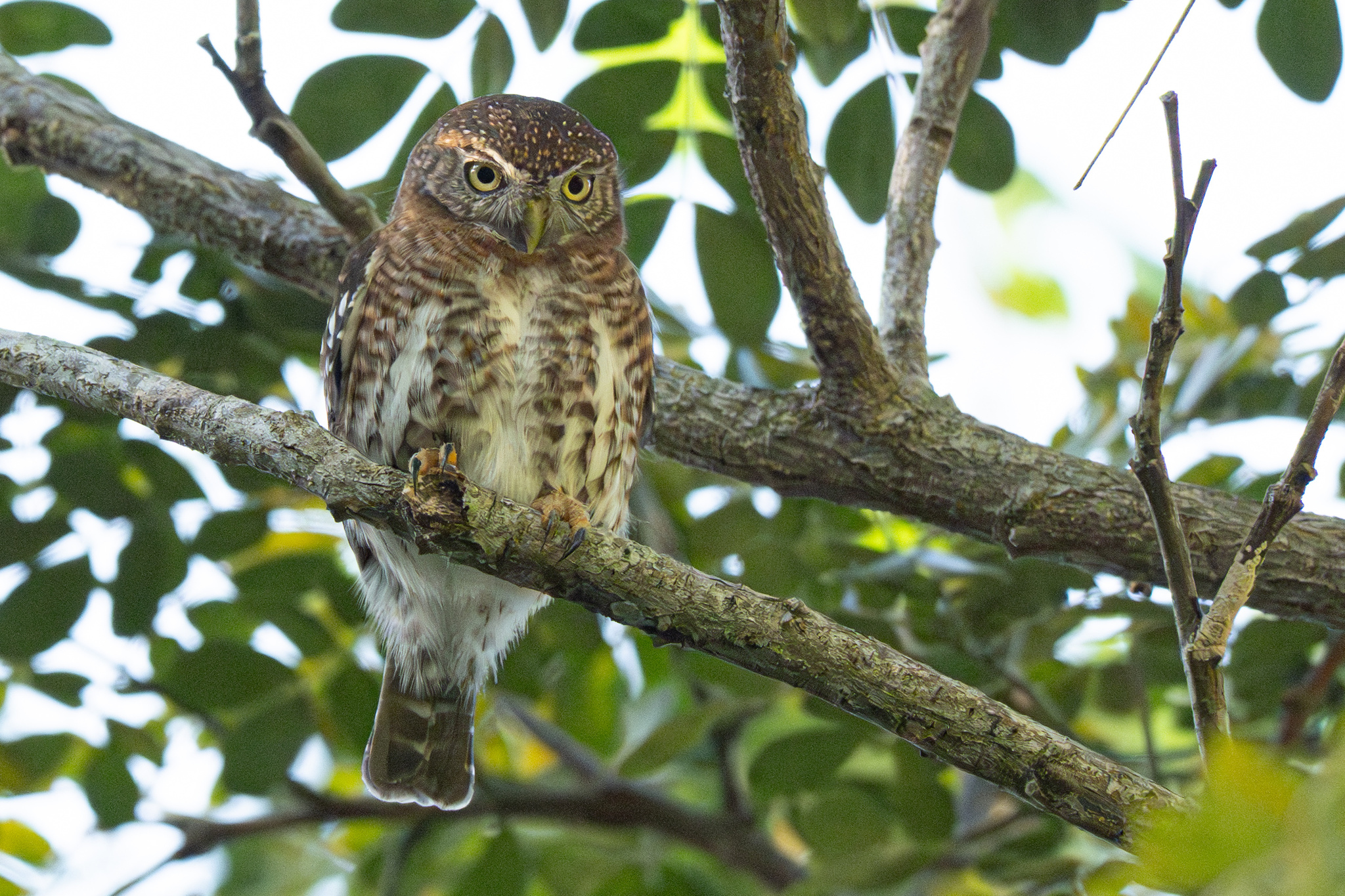 Cuban Pygmy Owl (Glaucidium siju), photo 8