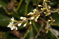 Prunus spinosa