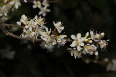 Prunus spinosa