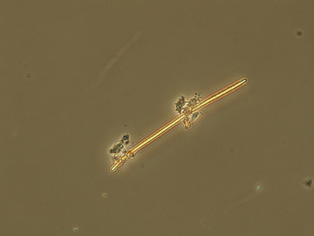 Cuspidothrix from 2460 NSW Australia on February 26, 2026 at 11:42 AM ...