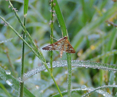 Epipagis fenestralis