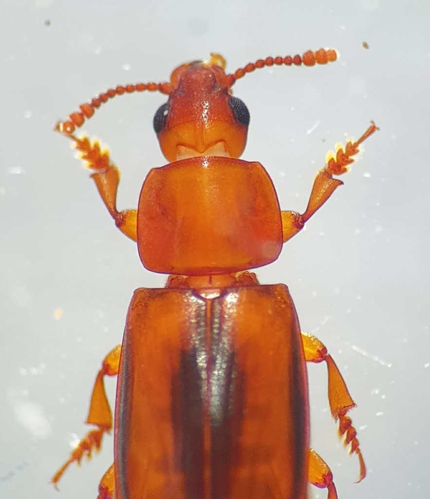 Ceratophila