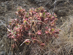 Aeonium haworthii