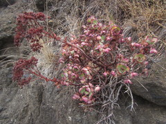 Aeonium haworthii