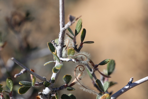 Hairy Mountain Mahogany (Cercocarpus breviflorus)