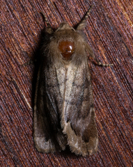 Orthosia garmani