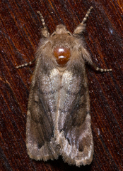 Orthosia garmani