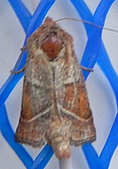 Lemmeria digitalis