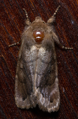 Orthosia garmani