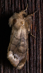 Orthosia garmani