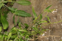 Capsella bursa-pastoris