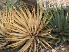 Agave utahensis kaibabensis