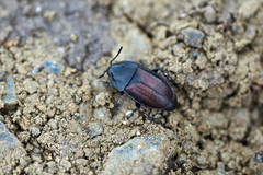 Silpha tyrolensis