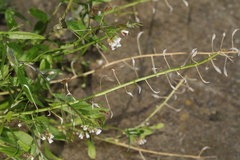 Capsella bursa-pastoris
